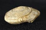 Obornella plicopunctata (DESLONGCHAMPS 1849) - Bild © FossNet FossilienStore